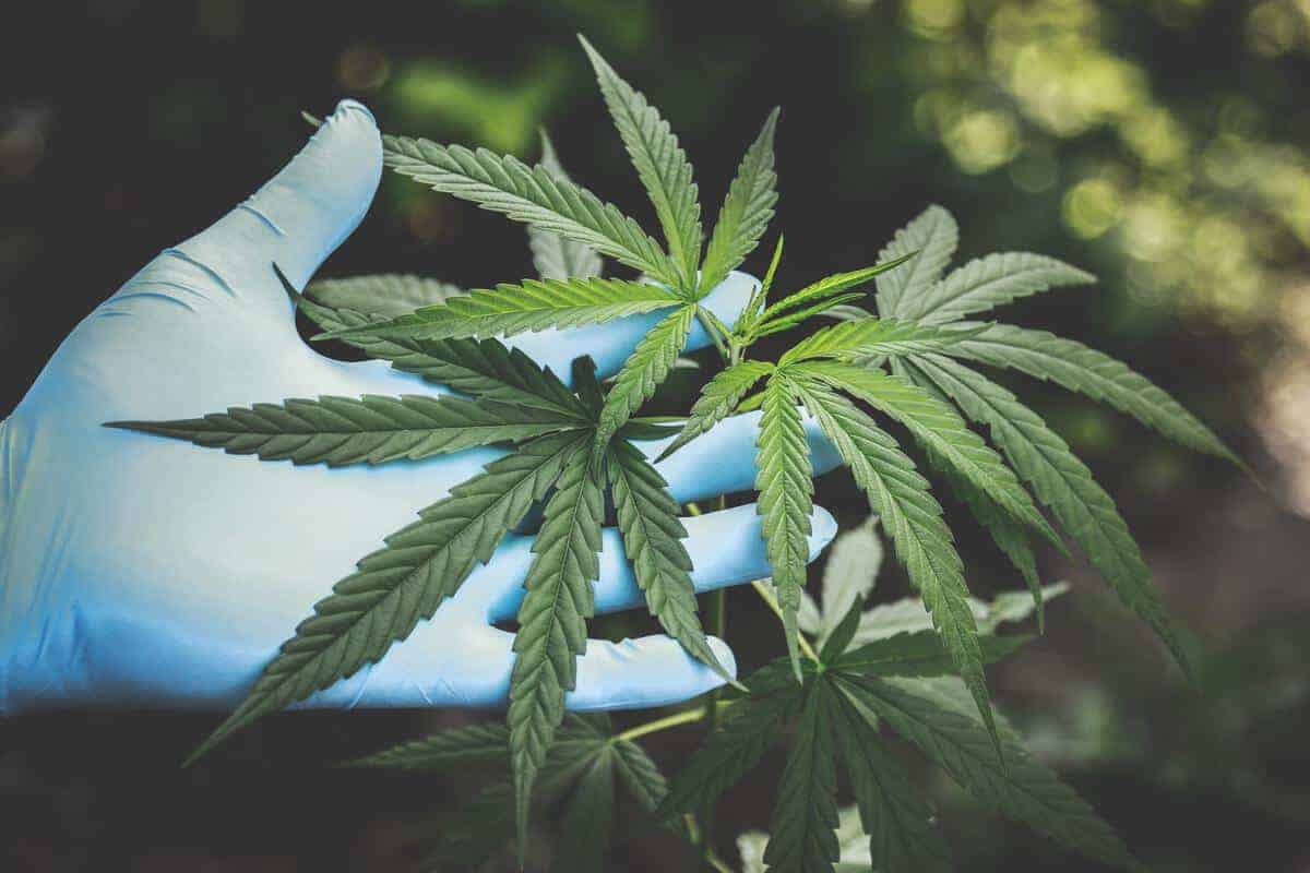 Más de 1.700 millones de dólares gracias al cannabis medicinal