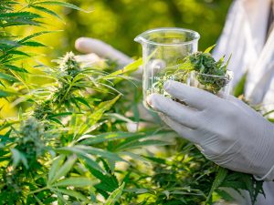 Colombia autoriza uso industrial de cannabis