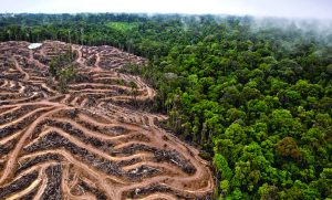 Estudio afirma que la deforestación ha aumentado tras el proceso de paz
