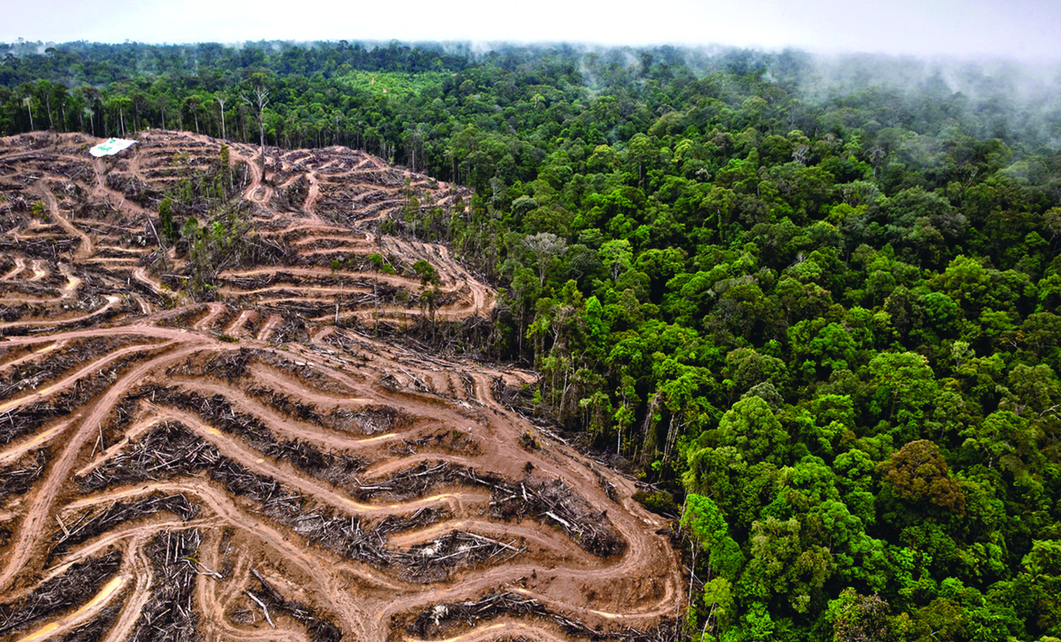 Estudio afirma que la deforestación ha aumentado tras el proceso de paz