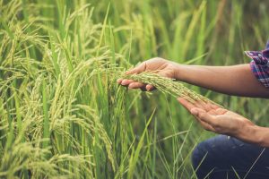 Más del 30% del sector arrocero podría desaparecer