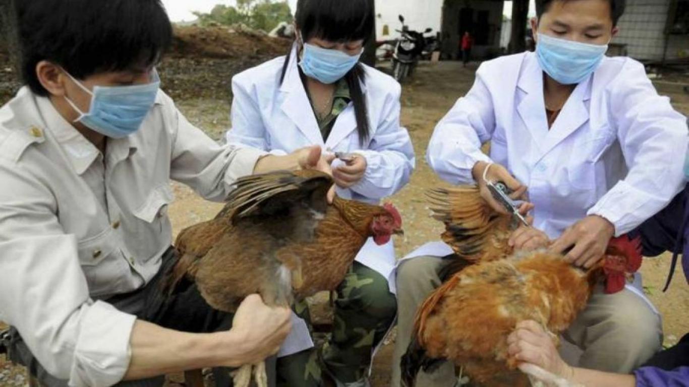 China detecta el primer caso de agripe aviar en humanos
