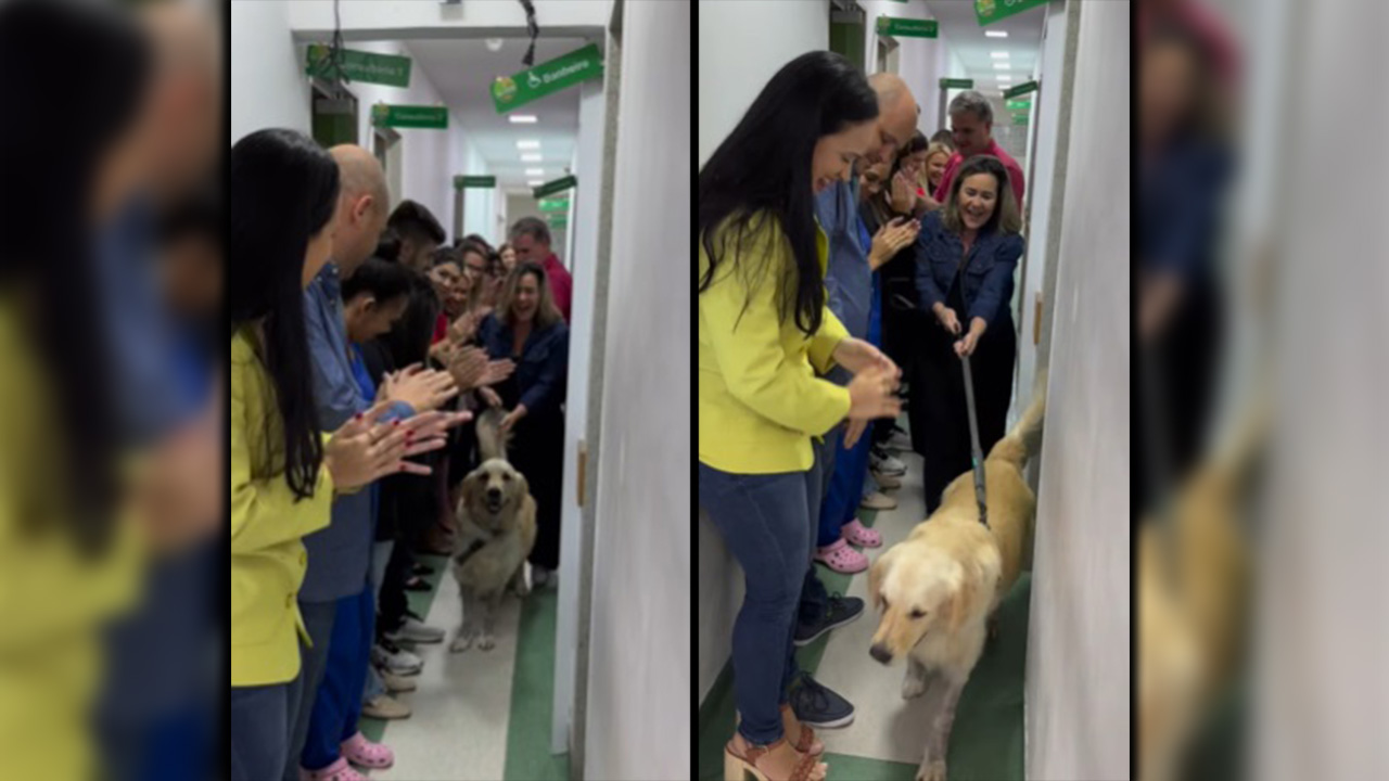 Héroe Peludo: Golden Retriever Sobrevive a Disparo para Rescatar a su Dueño y Recibe Ovación en el Hospital