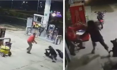 perro