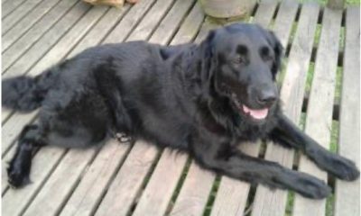 Tragedia en la Alborada: Fallece Luna, una Black Lab Golden Retriever por la Pólvora