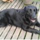 Tragedia en la Alborada: Fallece Luna, una Black Lab Golden Retriever por la Pólvora
