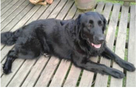 Tragedia en la Alborada: Fallece Luna, una Black Lab Golden Retriever por la Pólvora