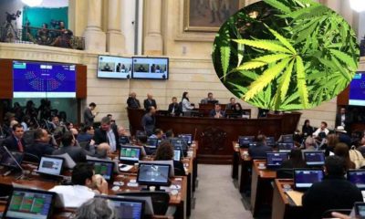 cannabis