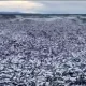 steriosa Mortandad de Peces en la Costa Norte de Japón Despierta Preocupación Ambient