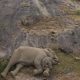 Emotivo Reencuentro en la Reserva Anamali: Cría de Elefante Vuelve a su Manada tras Ser Rescatada