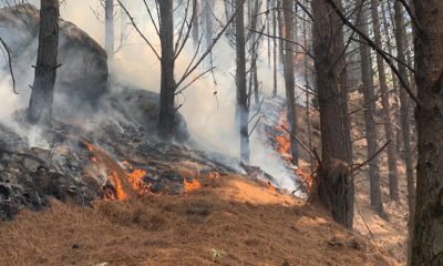 Emergencia en Colombia: Gobierno Evalúa Medidas Frente a los 31 Incendios Forestales