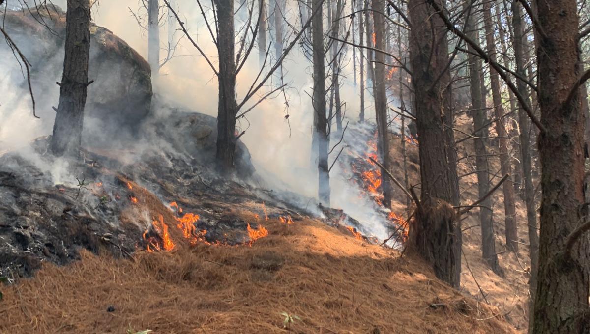 Emergencia en Colombia: Gobierno Evalúa Medidas Frente a los 31 Incendios Forestales