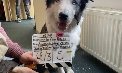 Messi, el Border Collie que Conquista Hollywood: De Mascota a Estrella de Cine