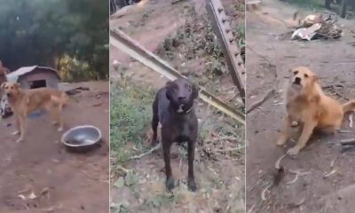 Incendio en Cerro El Cable: Fundación Veterinaria Lucha por Rescatar Animales Atrapados