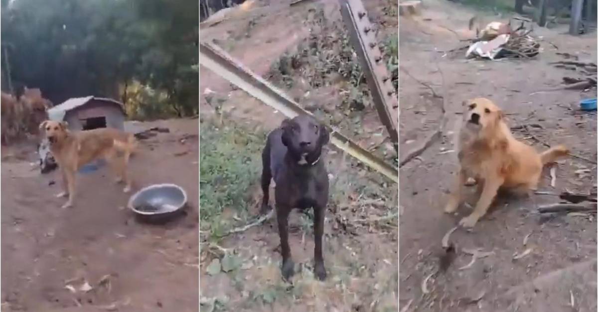 Incendio en Cerro El Cable: Fundación Veterinaria Lucha por Rescatar Animales Atrapados
