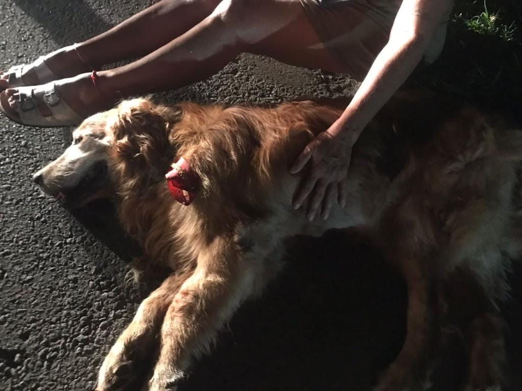 Repudiable Acto de Crueldad: Hombre Huye Tras Atropellar a Perrito en Jamundí, Valle del Cauca