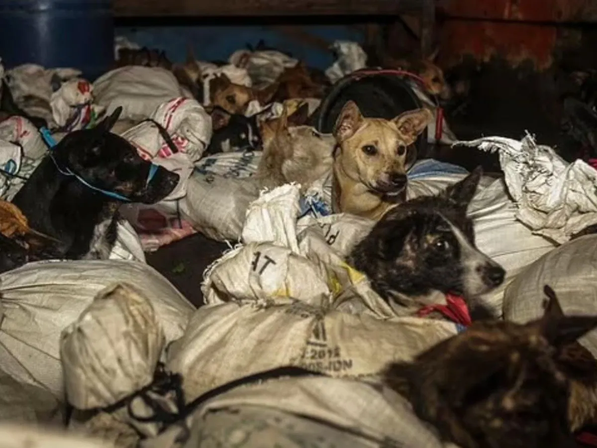 Tragedia Canina en Semarang: Policía Indonesia Desmantela Red de Tráfico de Perros con Destino al Matadero