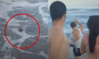 Rescate Apasionado: Mujer Defiende a Tiburón Bebé en Argentina