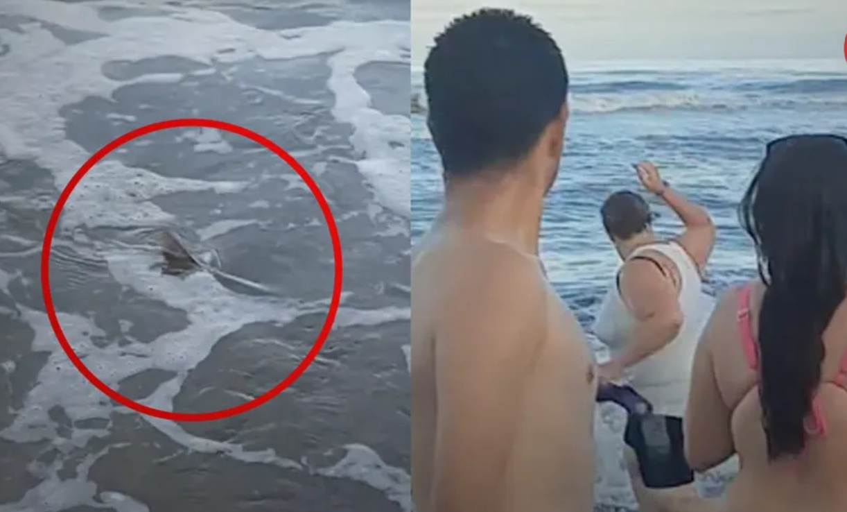 Rescate Apasionado: Mujer Defiende a Tiburón Bebé en Argentina
