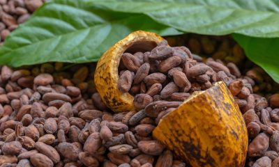 Cacao Colombiano de Guamal, Meta, Brilla en Competencia Internacional