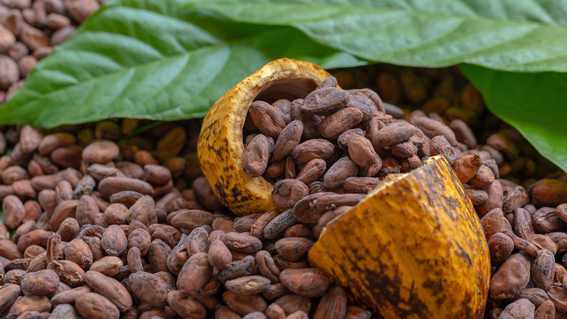 Cacao Colombiano de Guamal, Meta, Brilla en Competencia Internacional