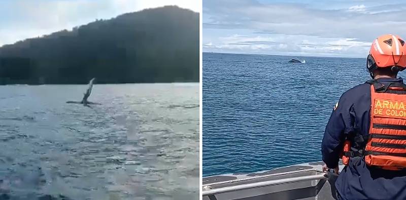 Armada de Colombia Rescata con Éxito a Ballena Atrapada en Bahía Solano
